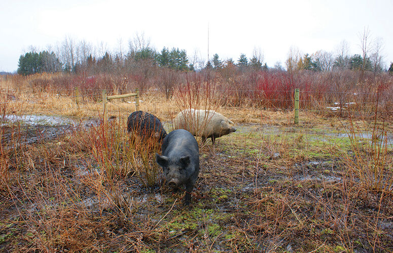 In the Field: Always Something Farm